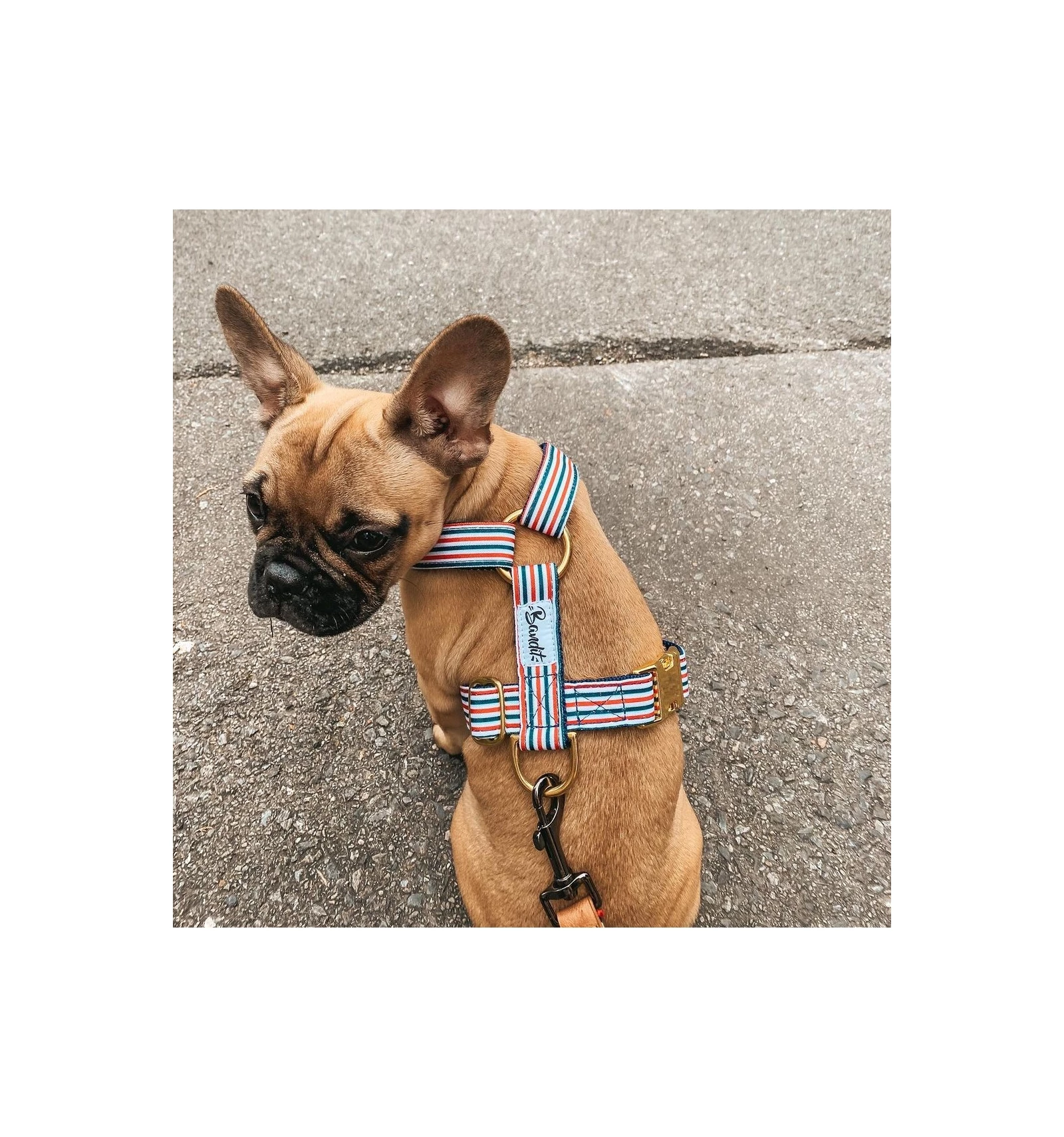 French Bandit Harnais THE FRENCH BANBAN – Image 2